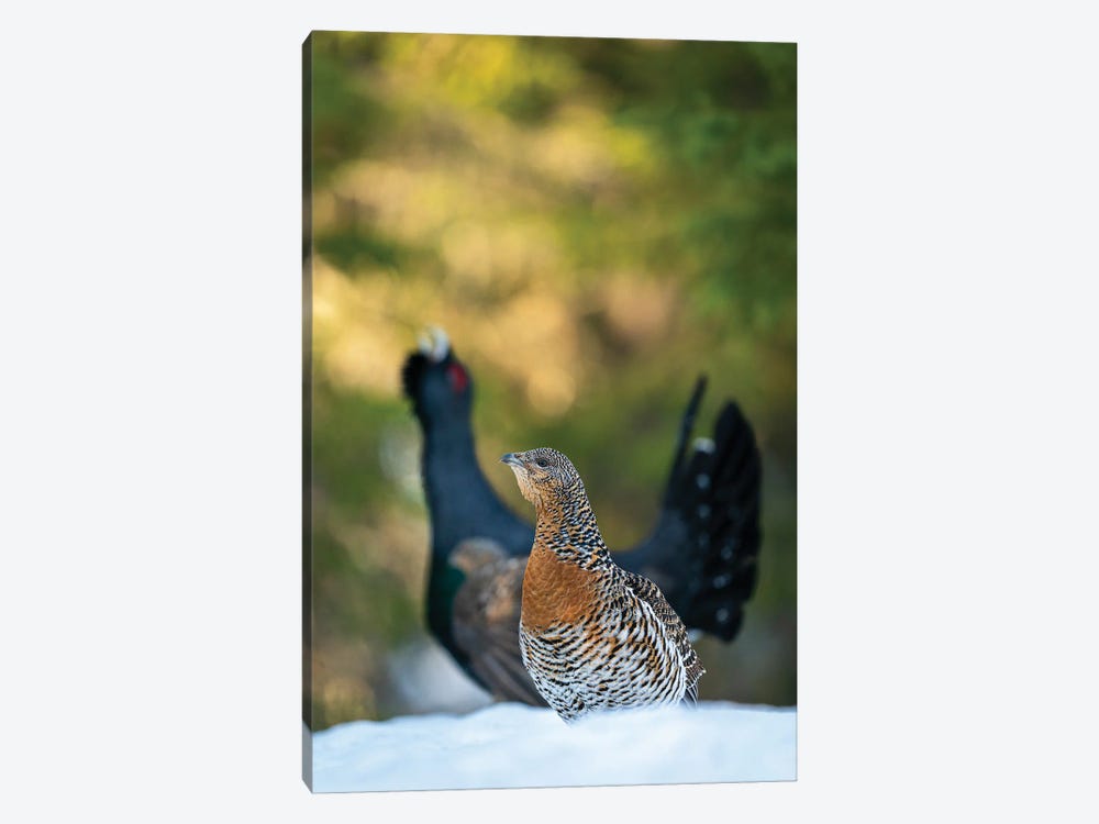 Female Capercaillie Steeling The Show From The Male by Floris Smeets 1-piece Canvas Art Print