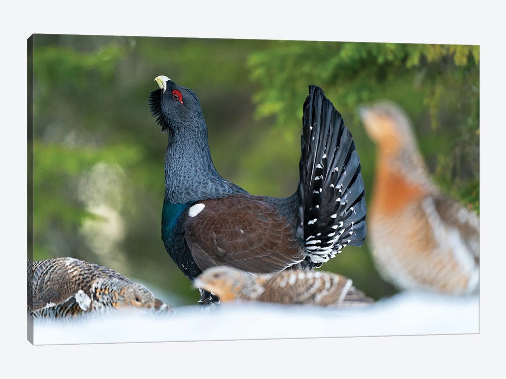 Capercaillie Mating Grounds by Floris Smeets 1-piece Art Print