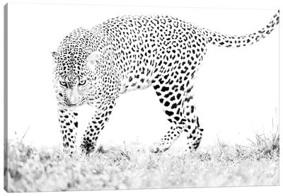 Masai Mara Leopard Black And White Canvas Art Print - Maasai Mara National Reserve