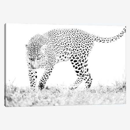 Masai Mara Leopard Black And White Canvas Print #FSM1} by Floris Smeets Art Print