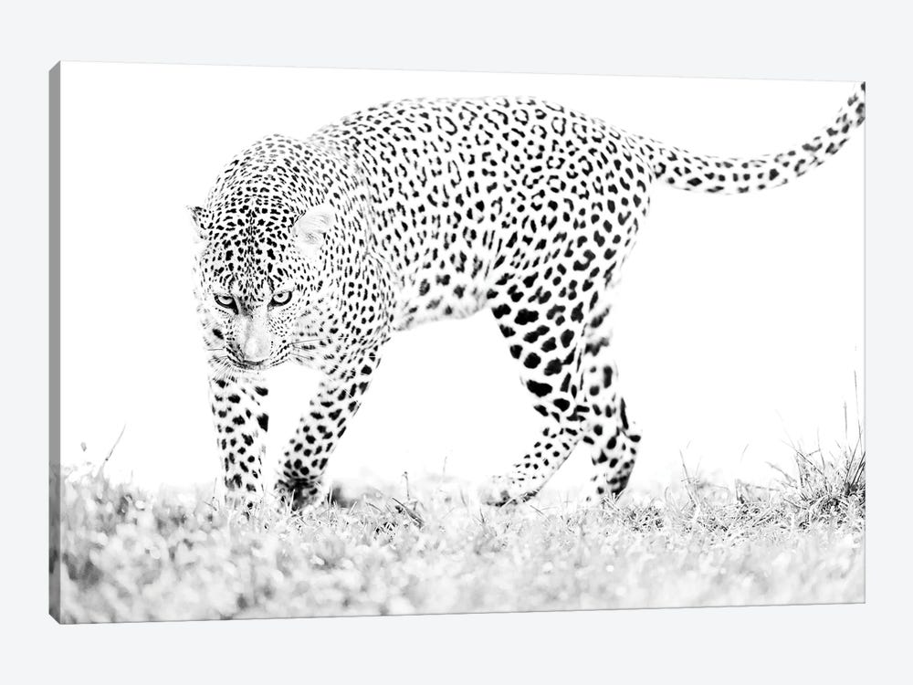 Masai Mara Leopard Black And White by Floris Smeets 1-piece Canvas Artwork