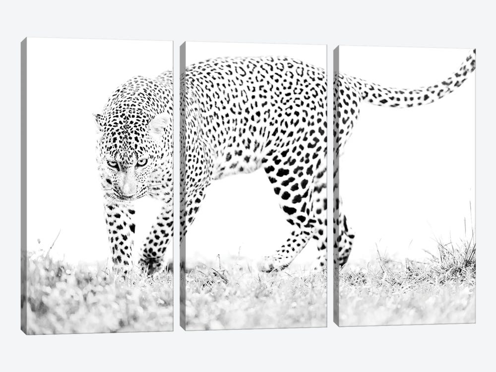 Masai Mara Leopard Black And White by Floris Smeets 3-piece Canvas Art