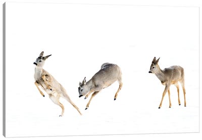 Playing Roedeer Bucks In The Snow Canvas Art Print - Floris Smeets