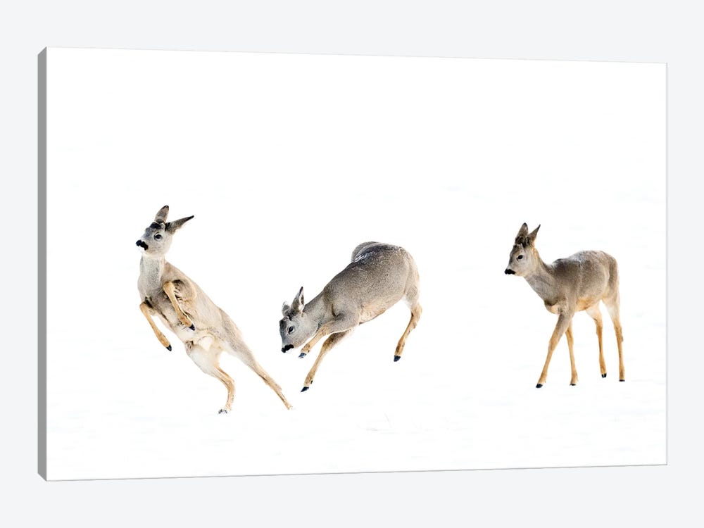 Playing Roedeer Bucks In The Snow by Floris Smeets 1-piece Canvas Art Print