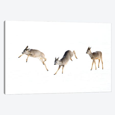 Roedeer Bucks Playing In The Snow Canvas Print #FSM23} by Floris Smeets Canvas Print