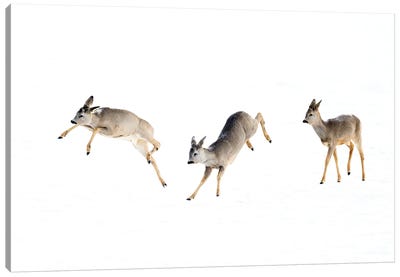Roedeer Bucks Playing In The Snow Canvas Art Print - Floris Smeets