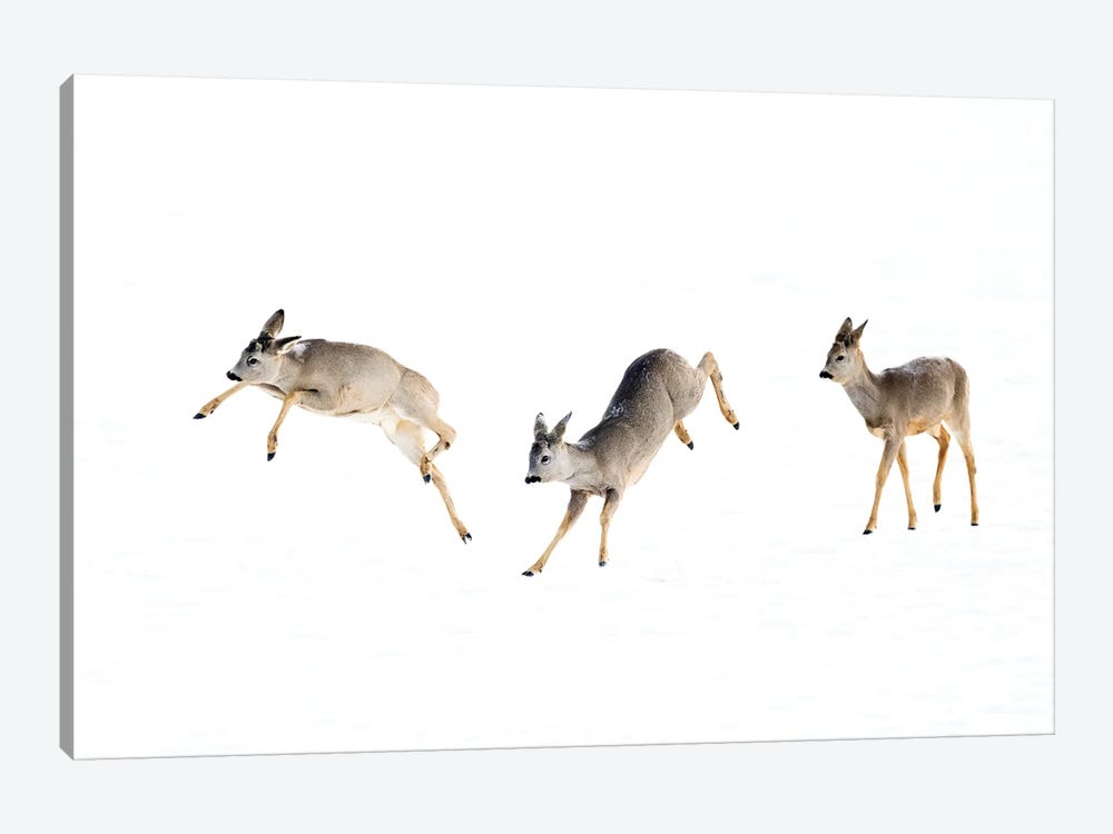 Roedeer Bucks Playing In The Snow by Floris Smeets 1-piece Canvas Artwork