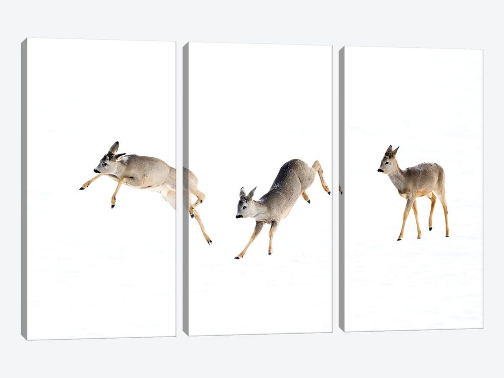 Roedeer Bucks Playing In The Snow by Floris Smeets 3-piece Canvas Artwork