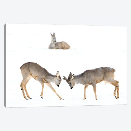 Two Roedeer Bucks Showing Off For The Lady Canvas Print #FSM25} by Floris Smeets Canvas Art