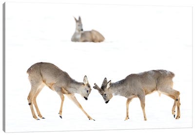 Two Roedeer Bucks Showing Off For The Lady Canvas Art Print - Floris Smeets