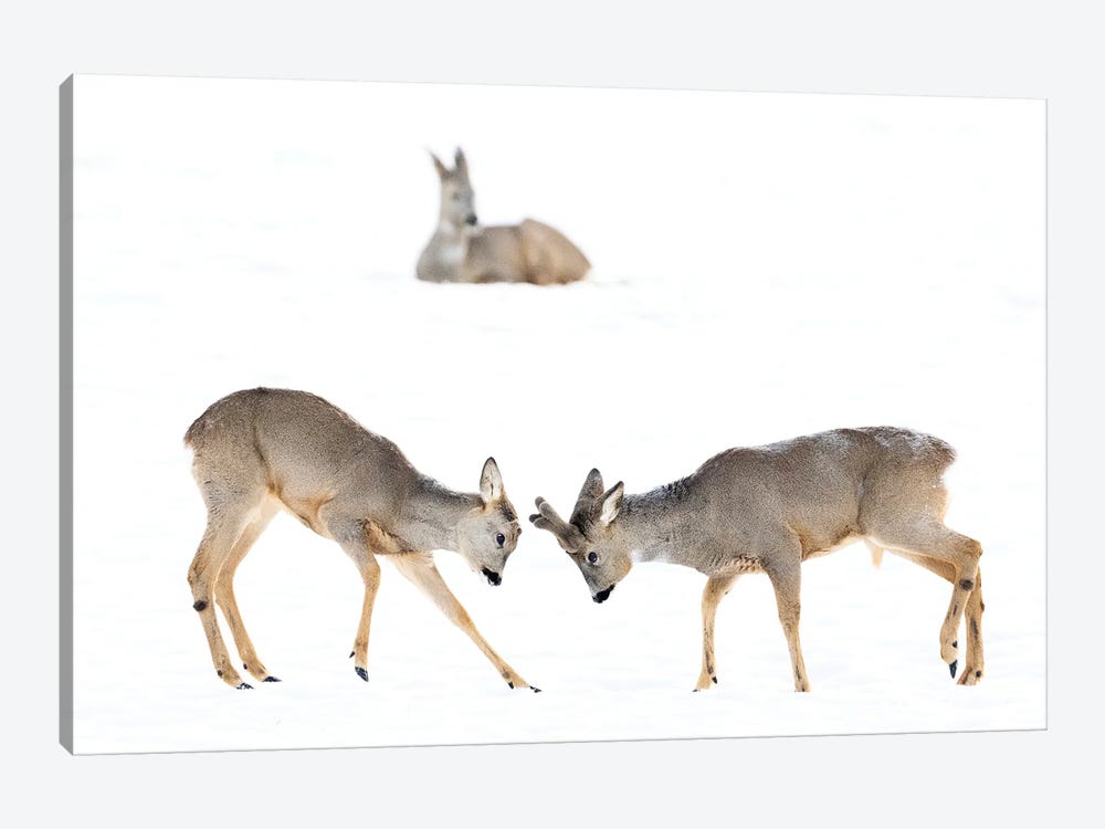 Two Roedeer Bucks Showing Off For The Lady by Floris Smeets 1-piece Canvas Wall Art