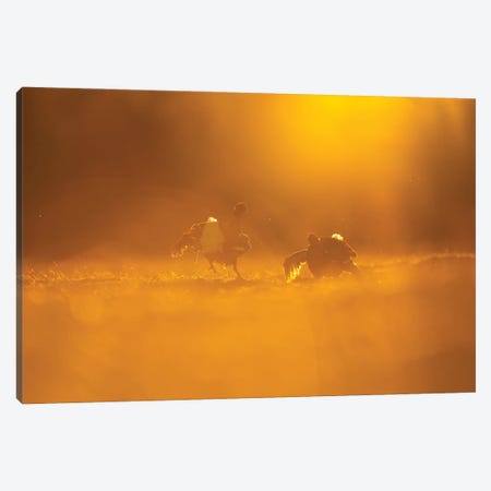 Black Grouse Fighting In The First Light Canvas Print #FSM26} by Floris Smeets Canvas Art