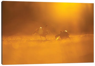 Black Grouse Fighting In The First Light Canvas Art Print - Floris Smeets