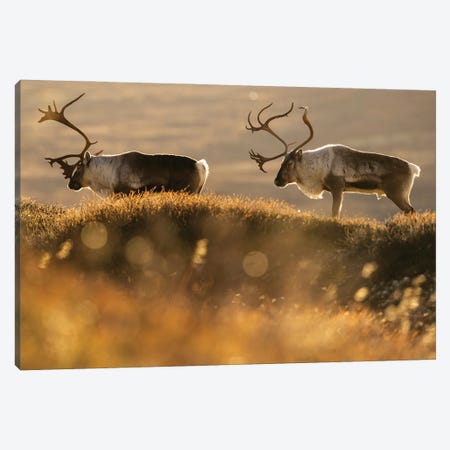 Two Old Reindeer Stags At Sunset Canvas Print #FSM27} by Floris Smeets Canvas Wall Art