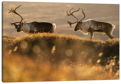 Two Old Reindeer Stags At Sunset Canvas Art Print - Reindeer Art