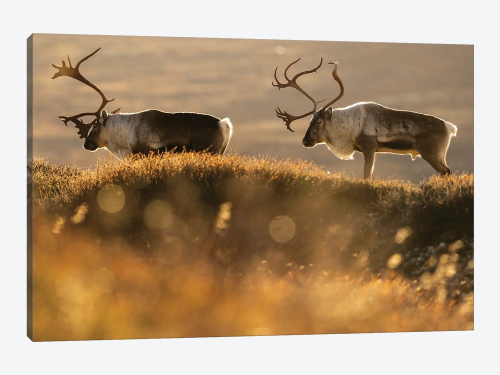 Two Old Reindeer Stags At Sunset by Floris Smeets 1-piece Canvas Artwork