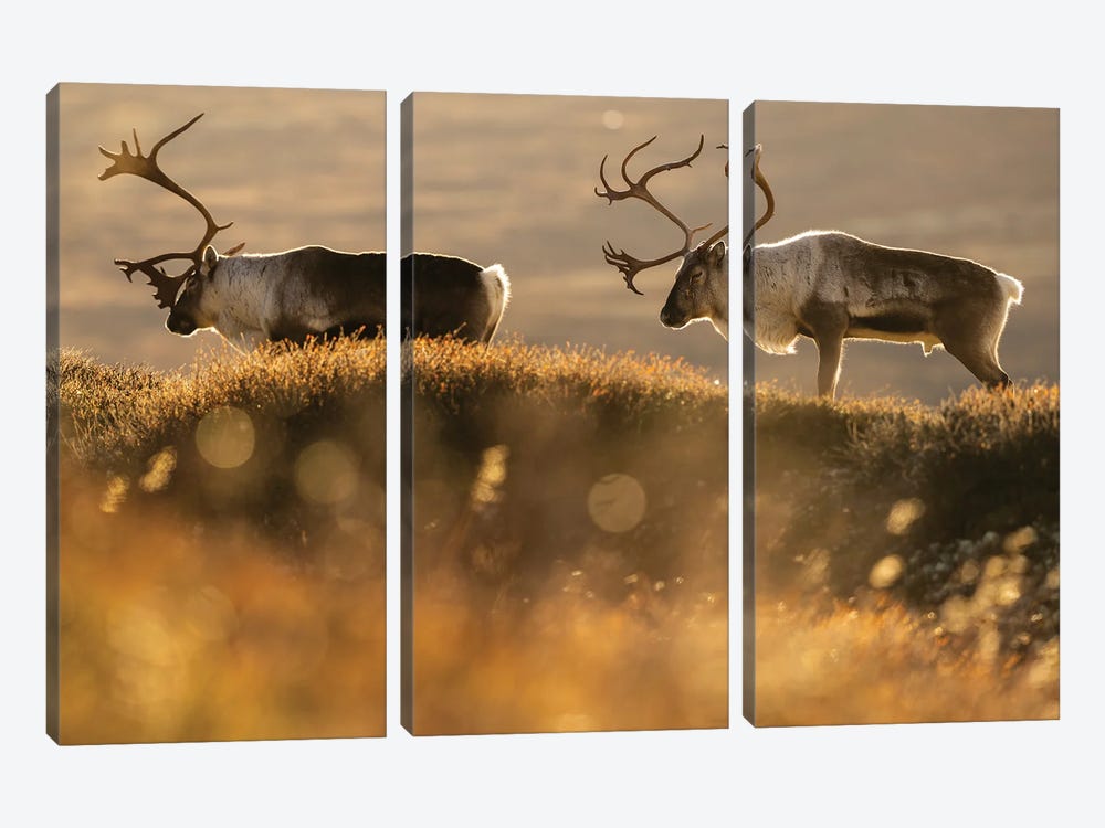Two Old Reindeer Stags At Sunset by Floris Smeets 3-piece Canvas Wall Art