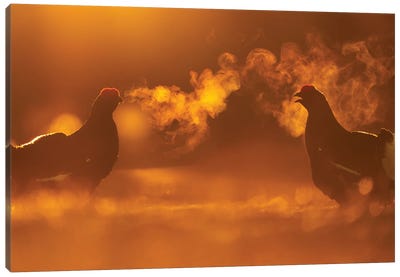Two Black Grouse Having A Heated Conversation Canvas Art Print