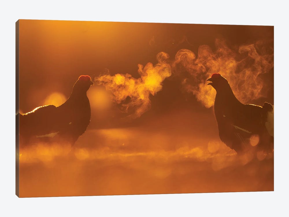 Two Black Grouse Having A Heated Conversation by Floris Smeets 1-piece Canvas Print