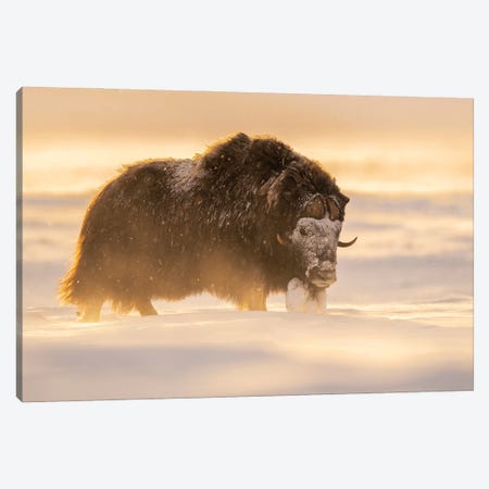 Musk-Ox Bull In A Snowstorm At Sunset Canvas Print #FSM29} by Floris Smeets Canvas Art Print