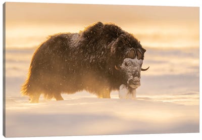 Musk-Ox Bull In A Snowstorm At Sunset Canvas Art Print