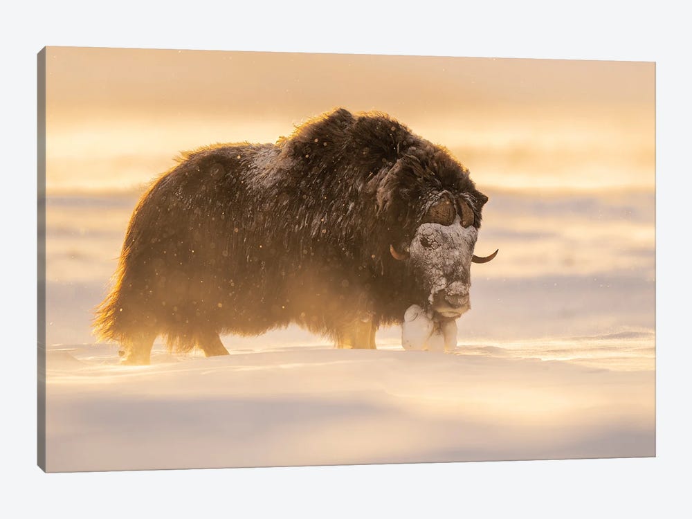 Musk-Ox Bull In A Snowstorm At Sunset by Floris Smeets 1-piece Canvas Art