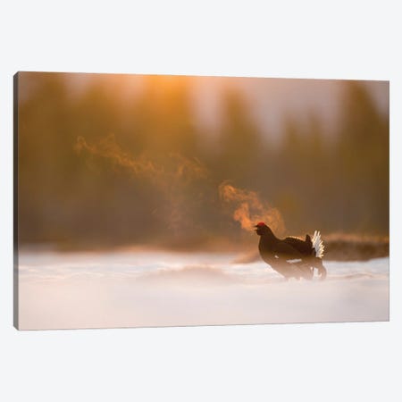 A Black Grouse Calling For A Female In The First Light Of The Day Canvas Print #FSM30} by Floris Smeets Canvas Wall Art