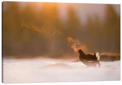 A Black Grouse Calling For A Female In The First Light Of The Day Canvas Art Print