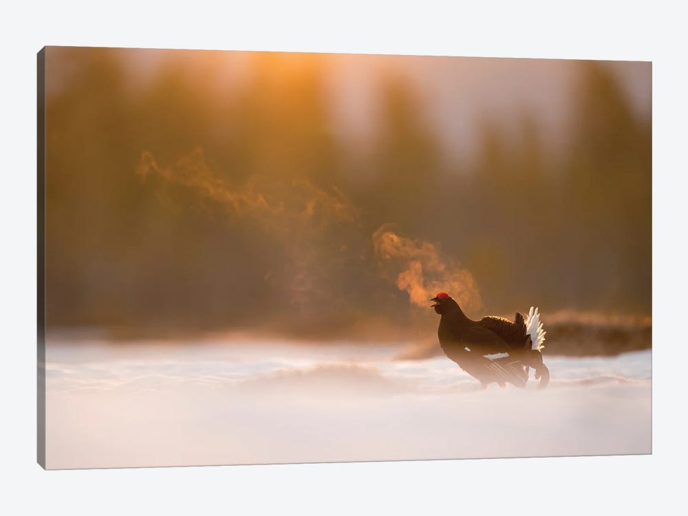 A Black Grouse Calling For A Female In The First Light Of The Day by Floris Smeets 1-piece Canvas Art