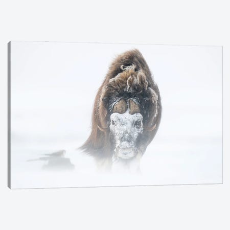 A Large Musk-Ox Bull With A Snow Mask Canvas Print #FSM31} by Floris Smeets Canvas Wall Art