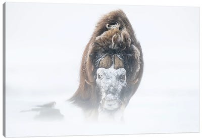 A Large Musk-Ox Bull With A Snow Mask Canvas Art Print - Floris Smeets