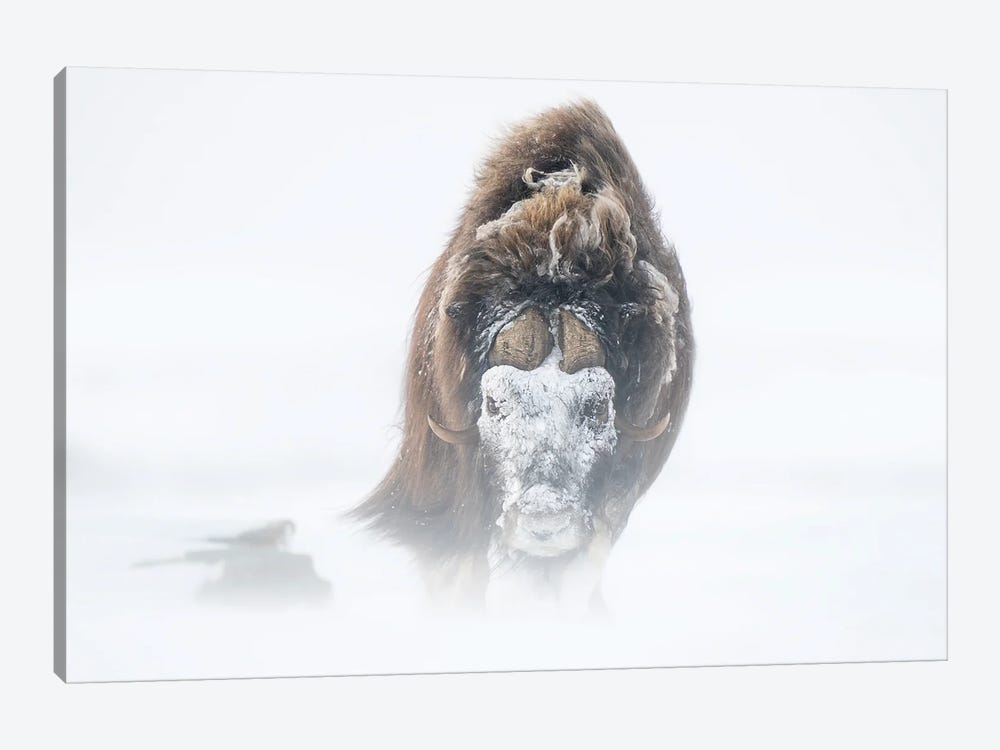 A Large Musk-Ox Bull With A Snow Mask by Floris Smeets 1-piece Canvas Print
