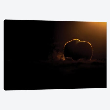 A Young Musk-Oxen In The Last Light Of The Day Canvas Print #FSM32} by Floris Smeets Canvas Artwork