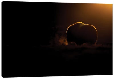 A Young Musk-Oxen In The Last Light Of The Day Canvas Art Print - Floris Smeets