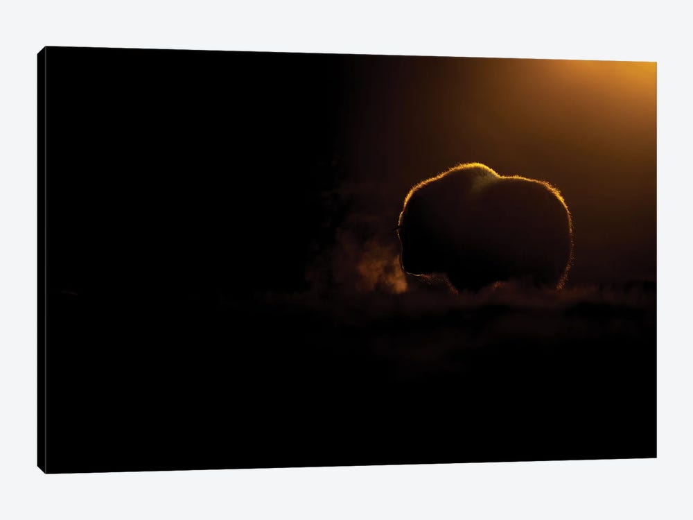 A Young Musk-Oxen In The Last Light Of The Day by Floris Smeets 1-piece Canvas Wall Art
