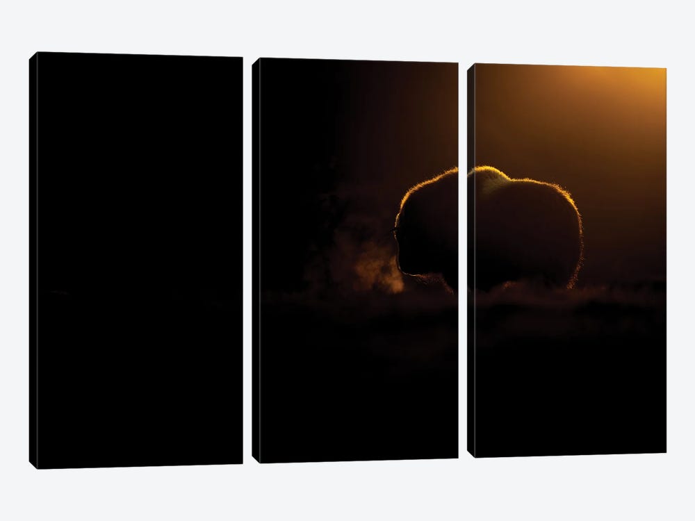 A Young Musk-Oxen In The Last Light Of The Day by Floris Smeets 3-piece Canvas Artwork