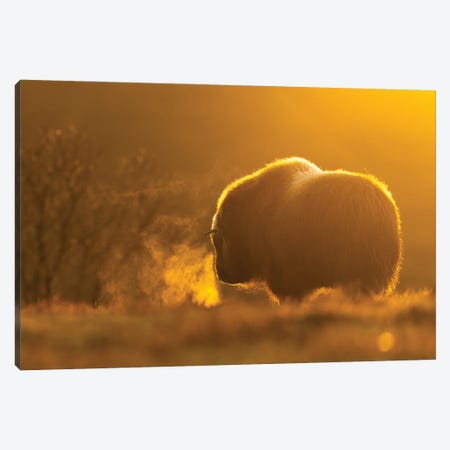 A Young Musk-Oxen On A Cold Evening Canvas Print #FSM33} by Floris Smeets Canvas Wall Art