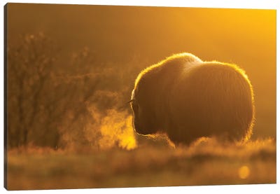 A Young Musk-Oxen On A Cold Evening Canvas Art Print - Floris Smeets