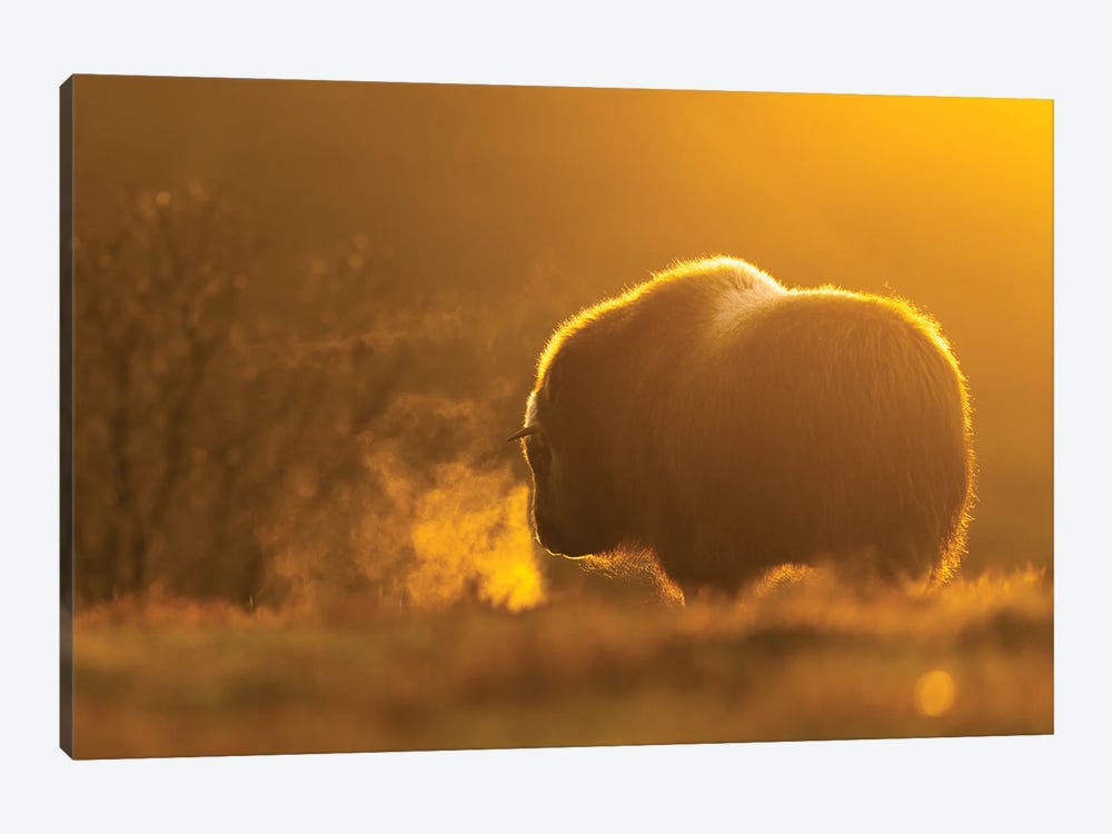 A Young Musk-Oxen On A Cold Evening by Floris Smeets 1-piece Canvas Art Print