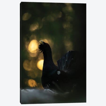 A Capercaillie In The First Light Of The Day Canvas Print #FSM34} by Floris Smeets Canvas Art Print