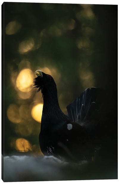 A Capercaillie In The First Light Of The Day Canvas Art Print - Floris Smeets