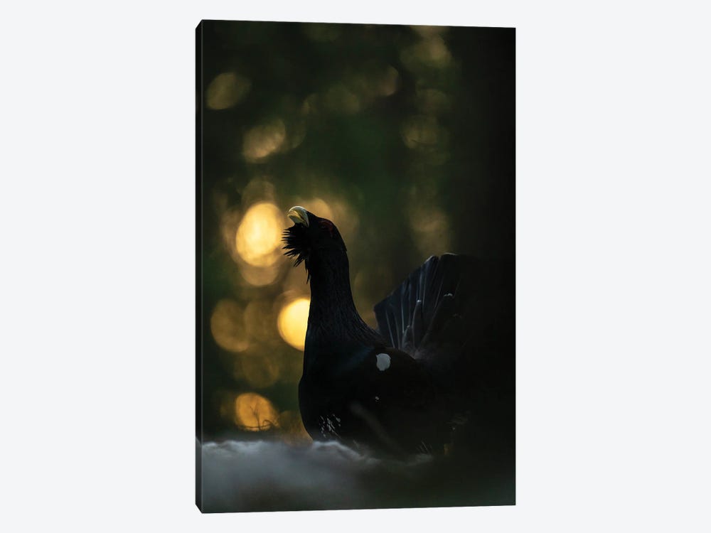 A Capercaillie In The First Light Of The Day by Floris Smeets 1-piece Canvas Wall Art