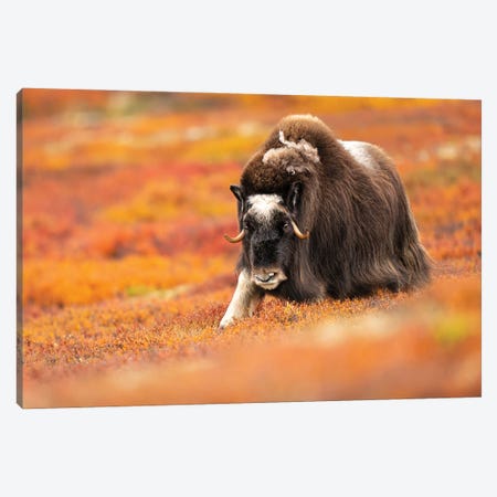 Musk-Ox Walking Through The Tundra Bursting Of Autumn Colors Canvas Print #FSM35} by Floris Smeets Art Print