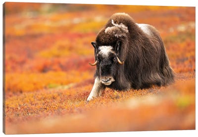 Musk-Ox Walking Through The Tundra Bursting Of Autumn Colors Canvas Art Print - Norway Art