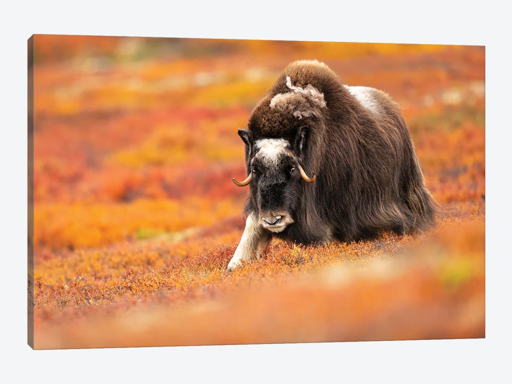 Musk-Ox Walking Through The Tundra Bursting Of Autumn Colors by Floris Smeets 1-piece Canvas Print