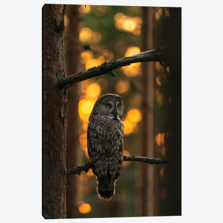 A Great Grey Owl In The Last Light Of The Day Canvas Print #FSM37} by Floris Smeets Canvas Art Print