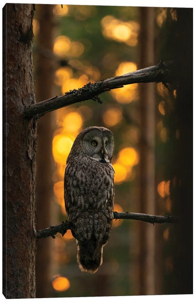 A Great Grey Owl In The Last Light Of The Day Canvas Art Print - Floris Smeets