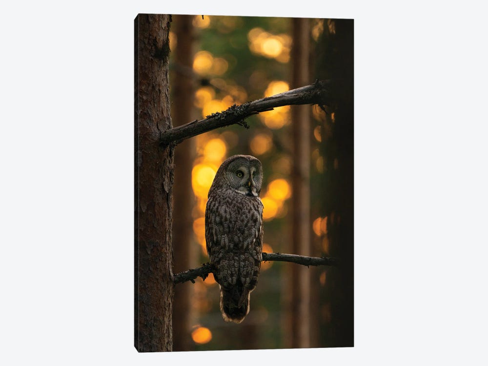 A Great Grey Owl In The Last Light Of The Day by Floris Smeets 1-piece Art Print