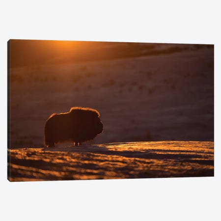 A Musk-Ox Bull In The First Light Of The Day Canvas Print #FSM38} by Floris Smeets Canvas Wall Art