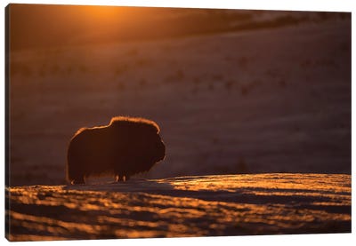 A Musk-Ox Bull In The First Light Of The Day Canvas Art Print - Norway Art